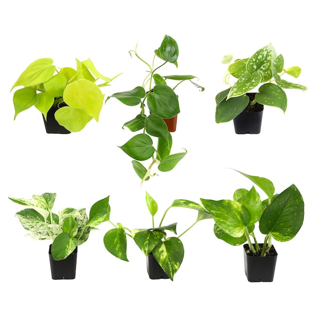 House Plants