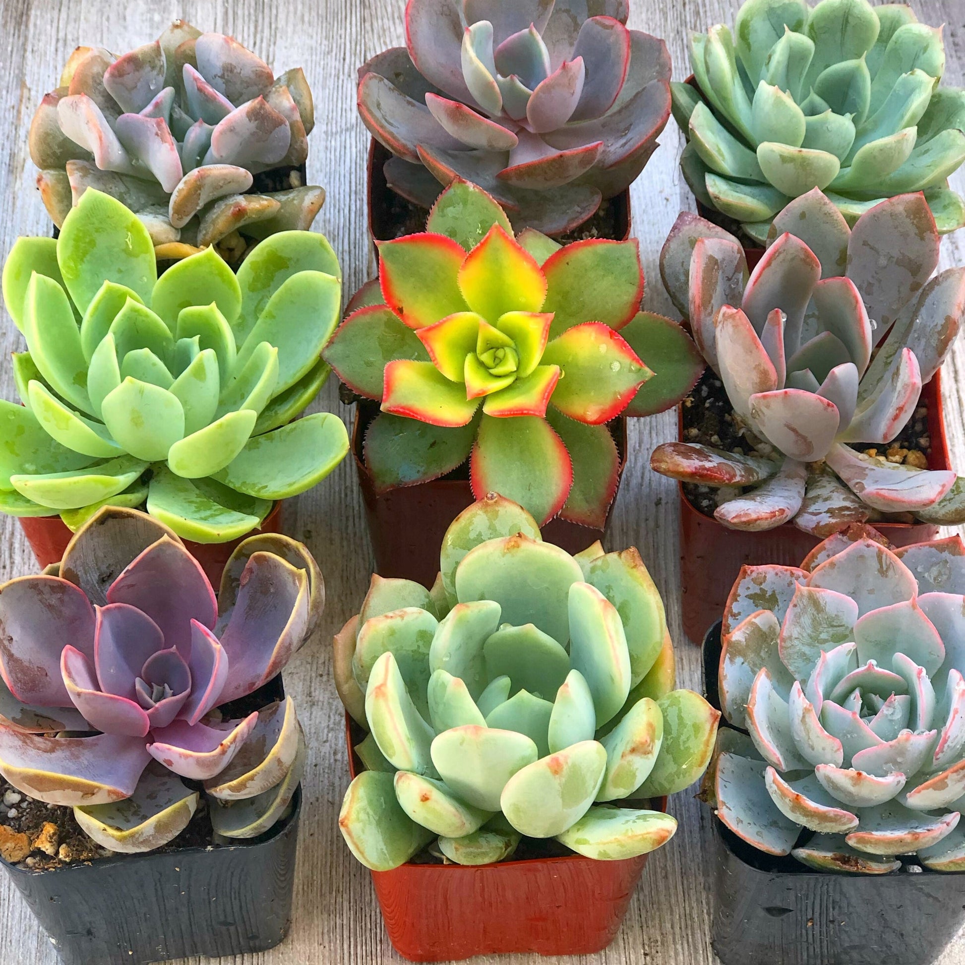 House Plants
