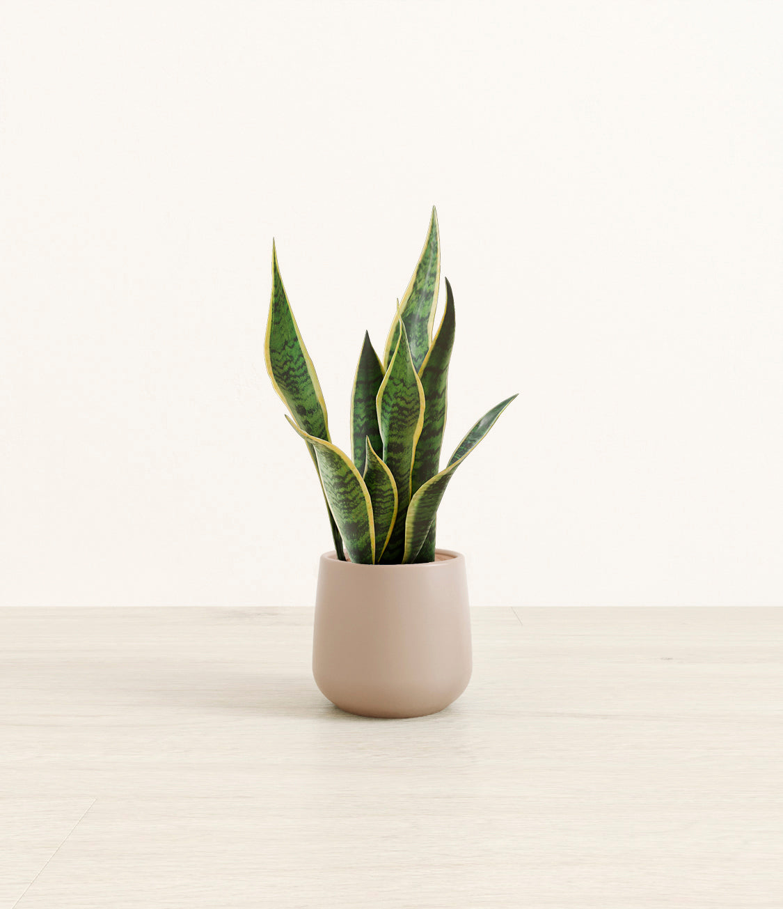 House Plants