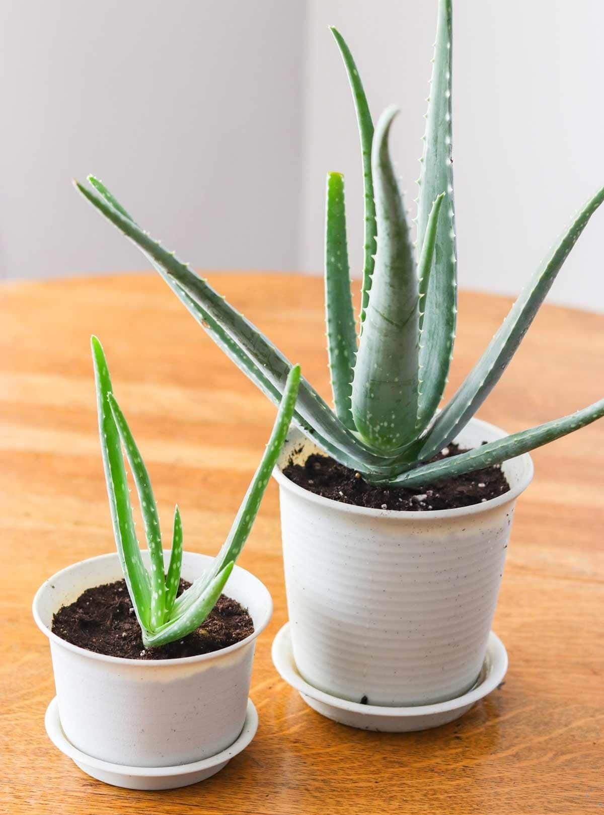 House Plants