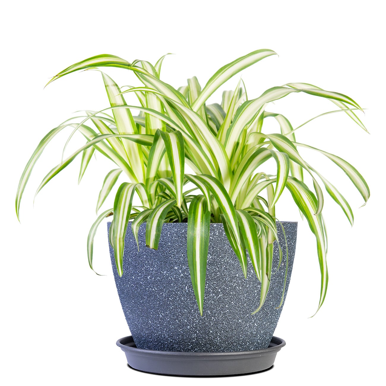 House Plants